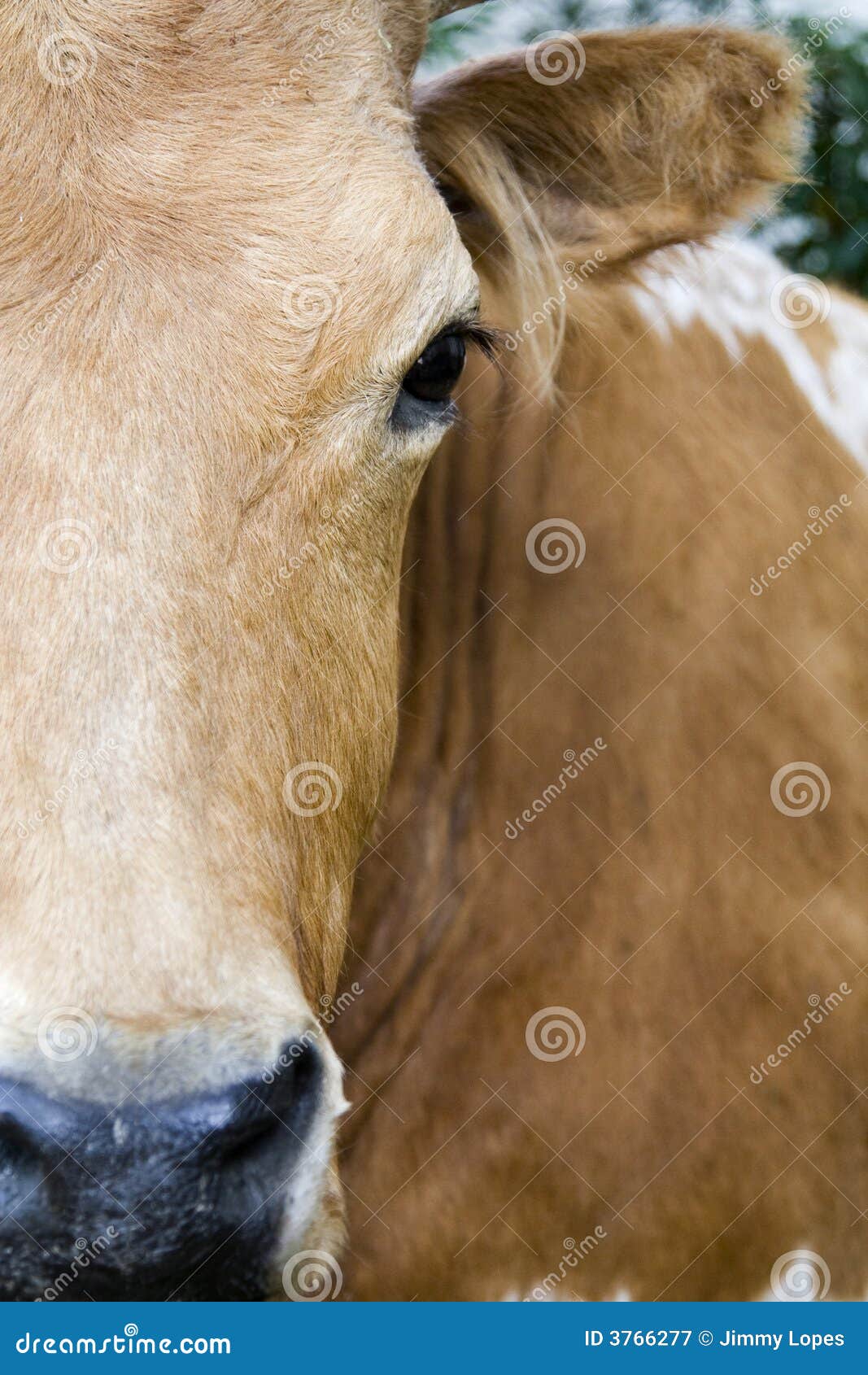 Texas Longhorn Cattle stock image. Image of bovine, hide 3766277