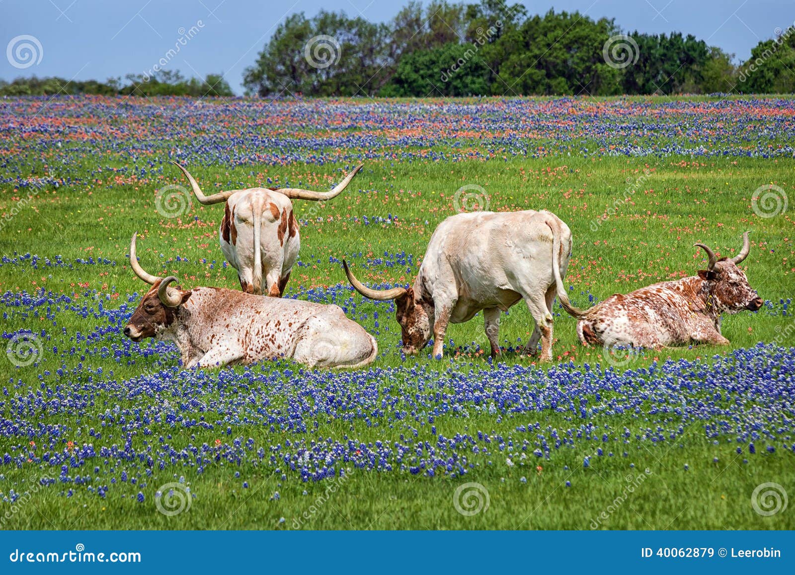 texas longhorn cattle in bluebonnets