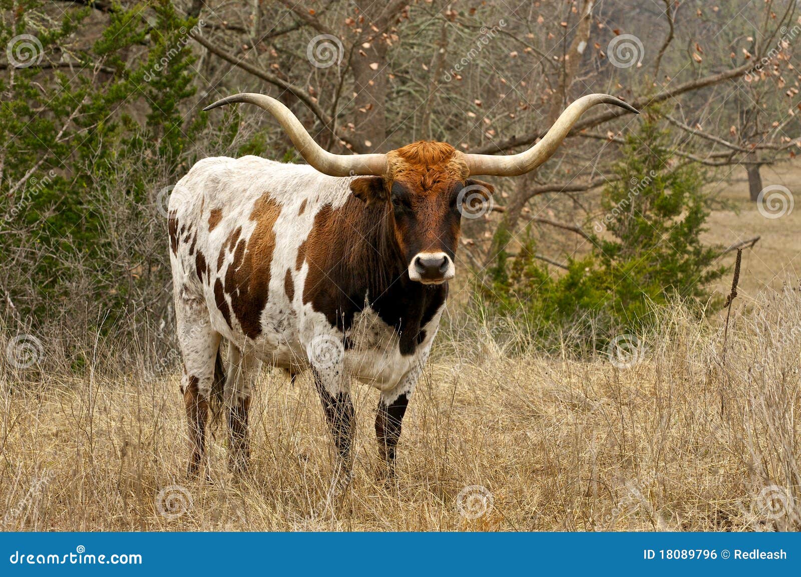 brown and white texas longhorn steer