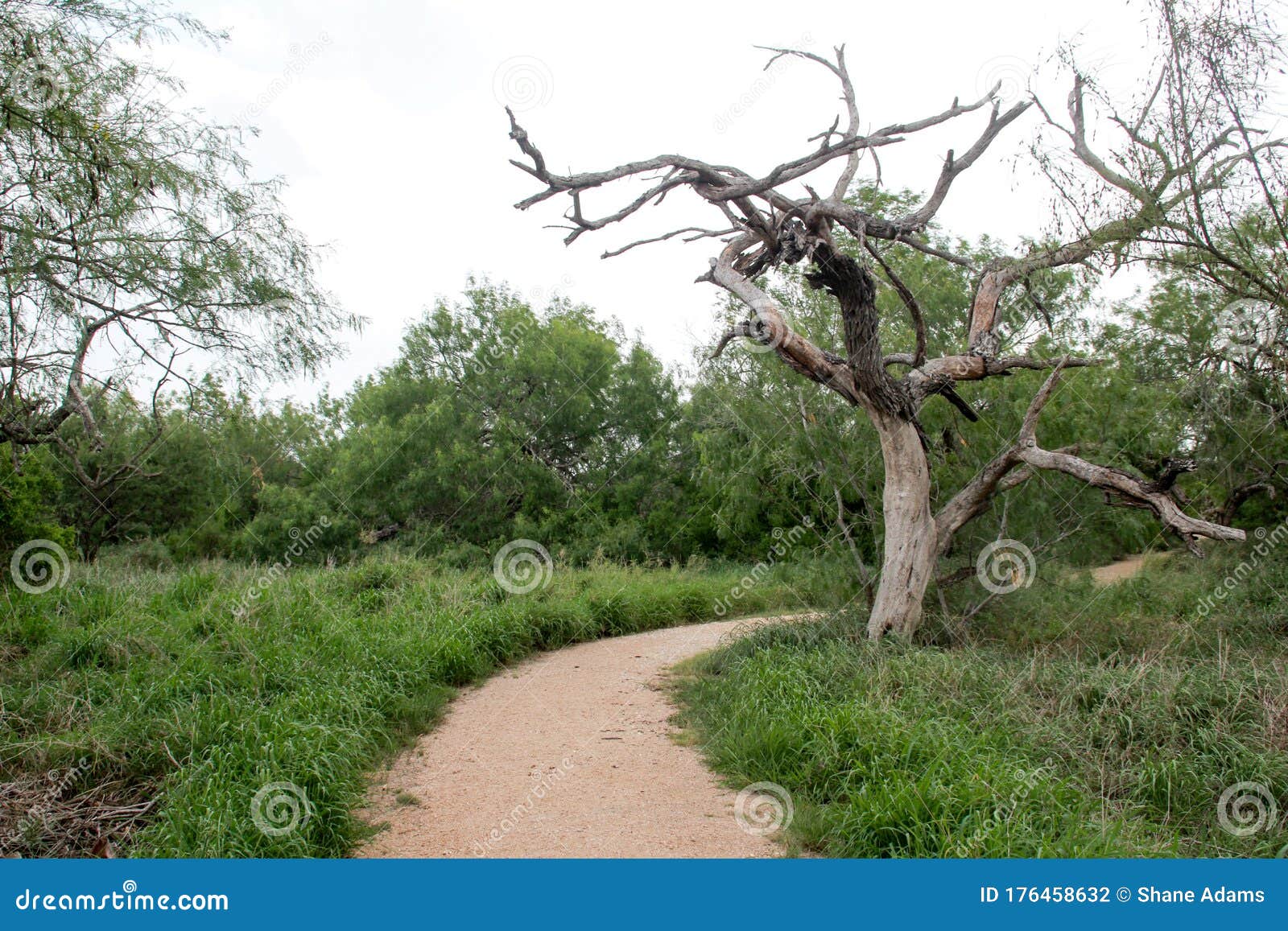 Texas Mesquite stock photo. Image of south, grass, harlingen 176458632