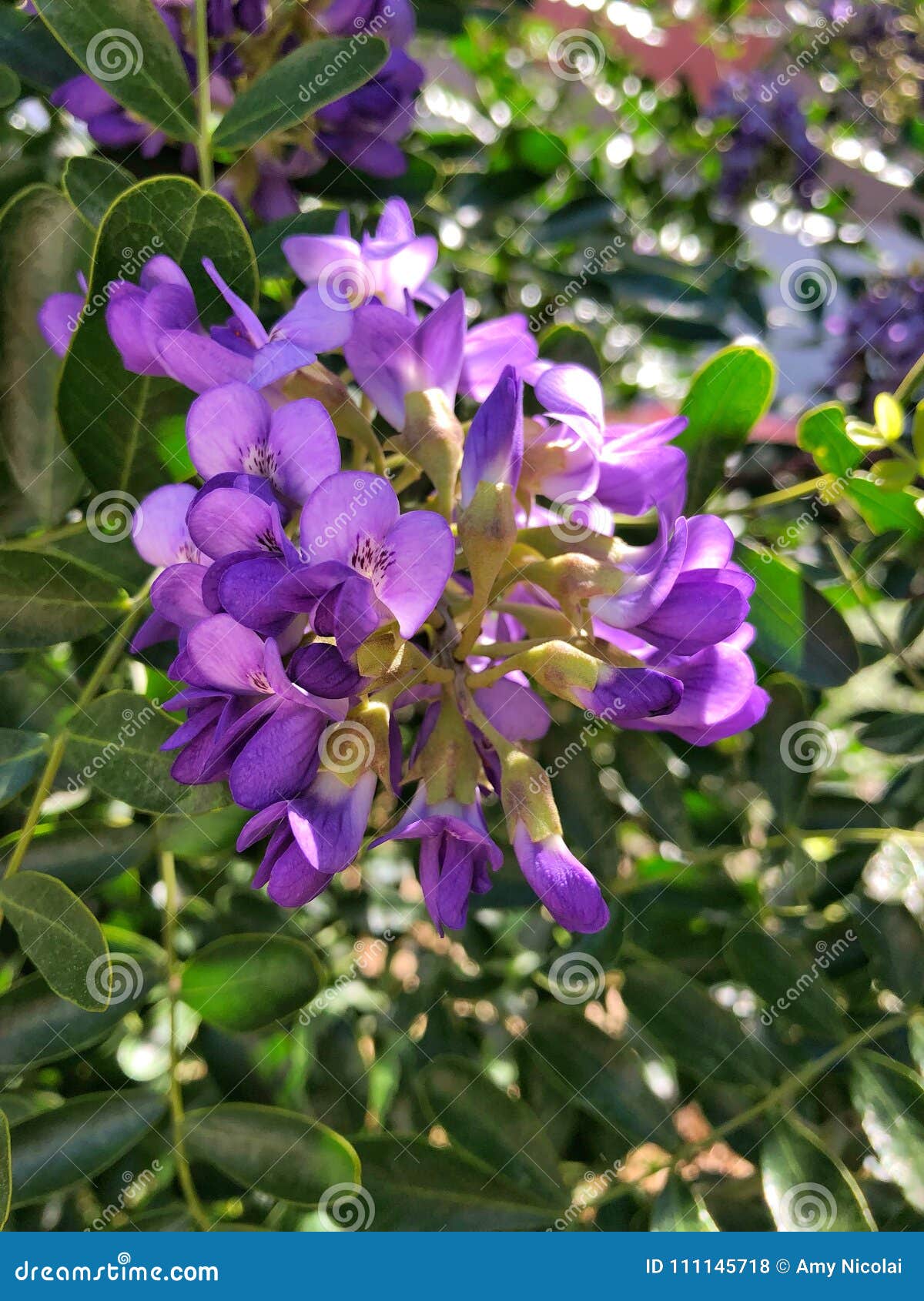 Texas Mountain Laurel Stockfoto Bild Von Traube Geruch 111145718
