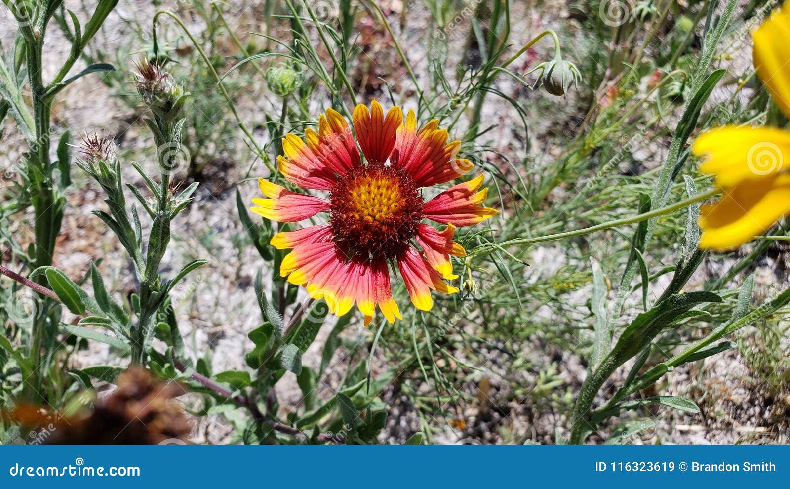Texas Native Flowers, Amarillo Y Rojo Imagen de archivo Imagen de