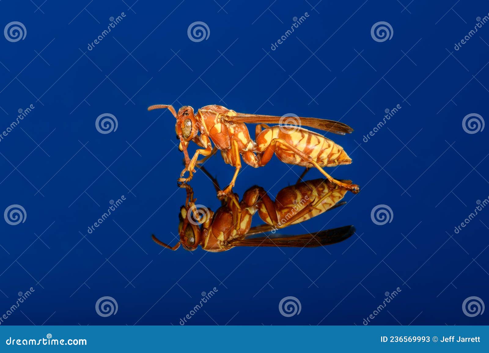 texas paper wasp polistes apachus - apache paper wasp
