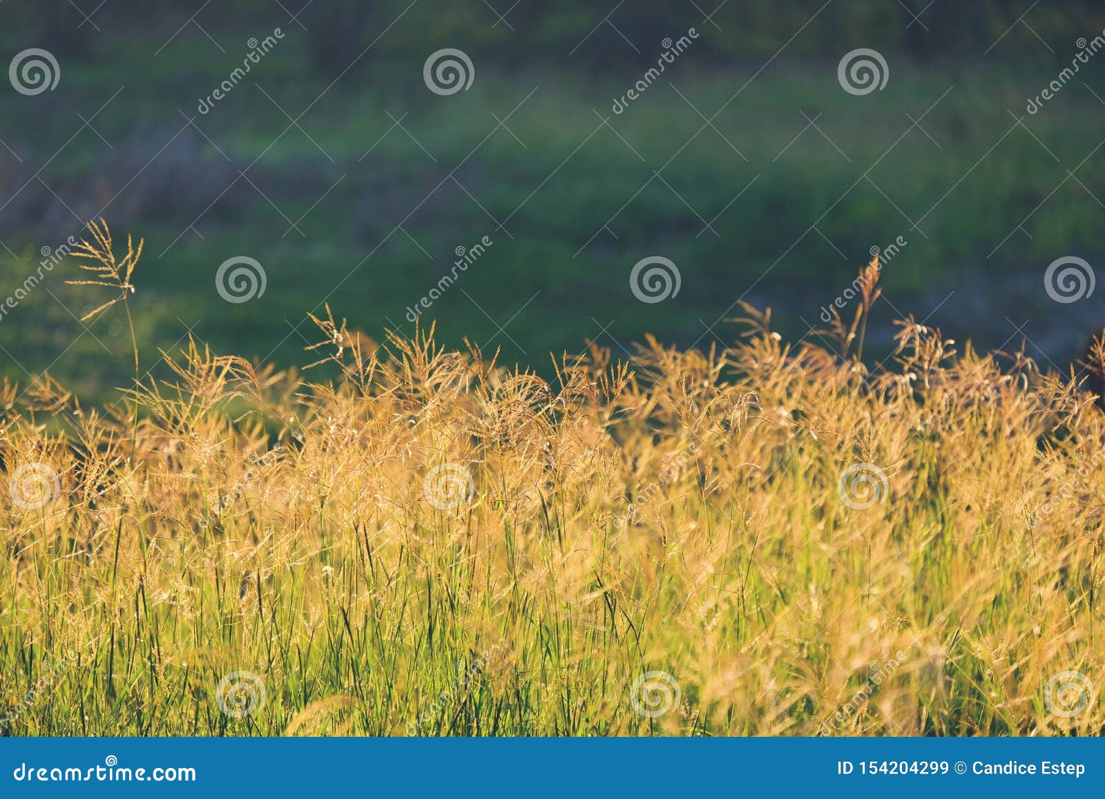 Texas Pasture in Detail during Fall Stock Image Image of country, detail 154204299