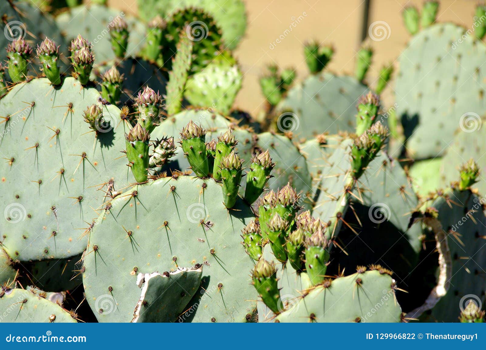 Texas Prickly Pear Cactus with Green Fruit Stock Photo Image of