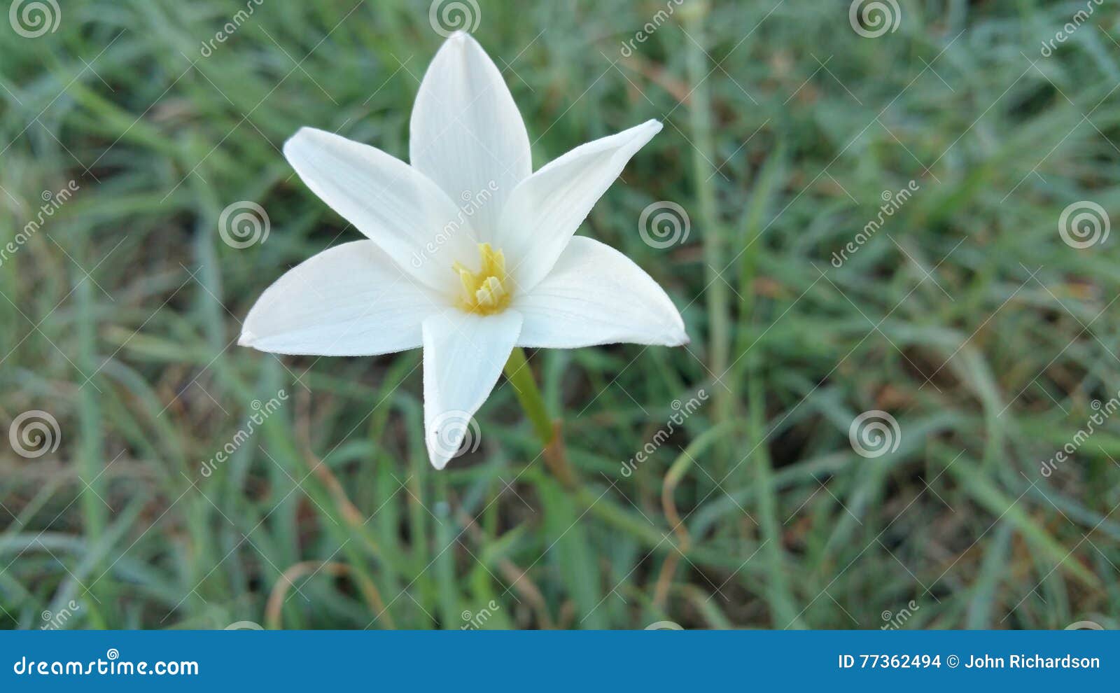 Central Texas Rain Lily in Full Blossom. Stock Photo Image of pestles