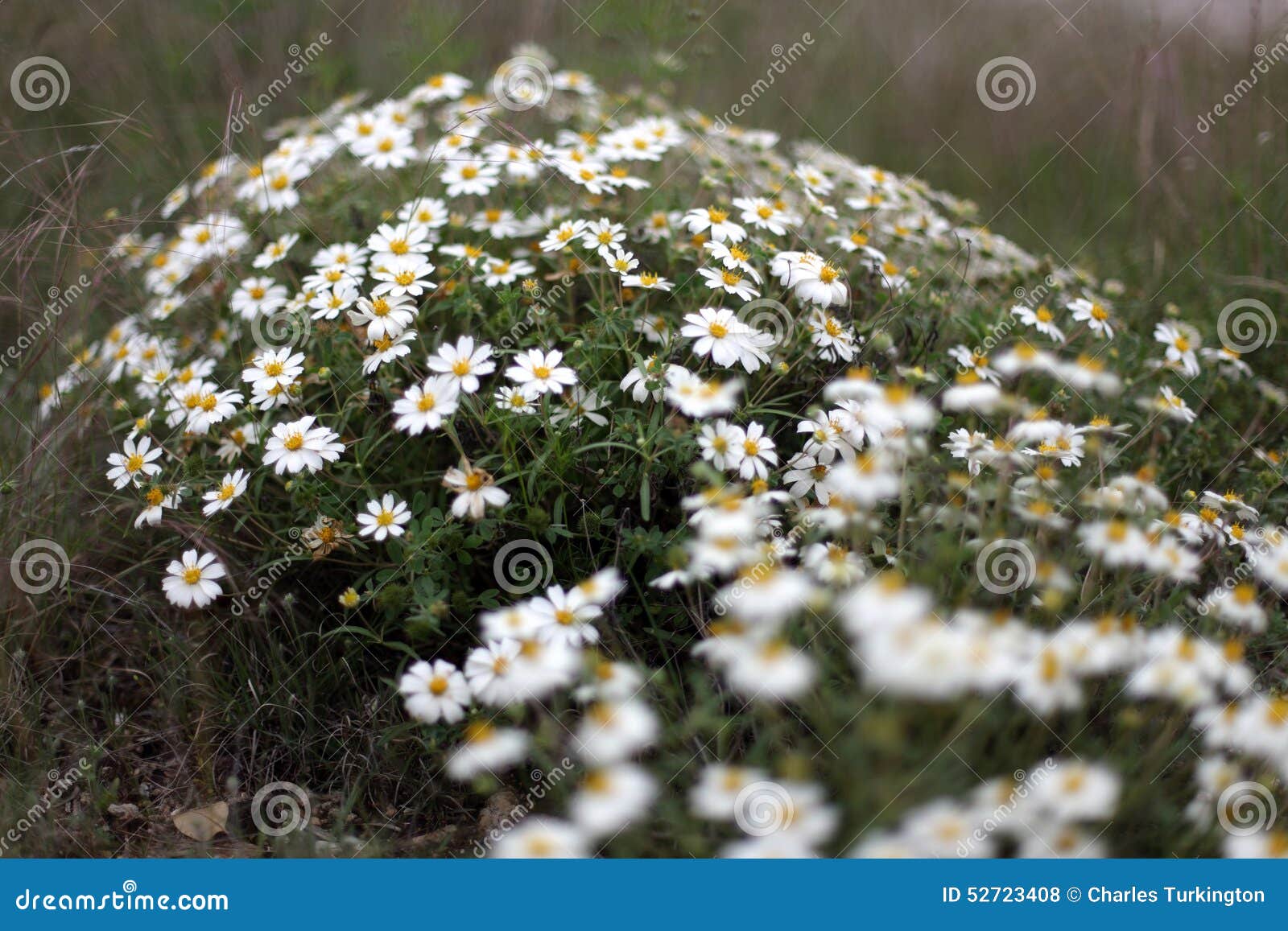Texas Spring Daisies foto de archivo. Imagen de margaritas 52723408