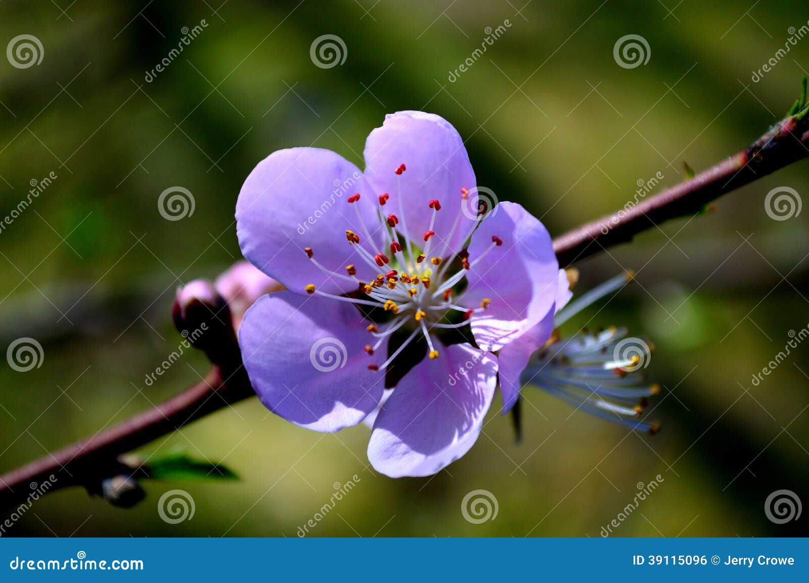 Texas Spring Pear Tree Blossoms Stock Photo Image of blossoms, green