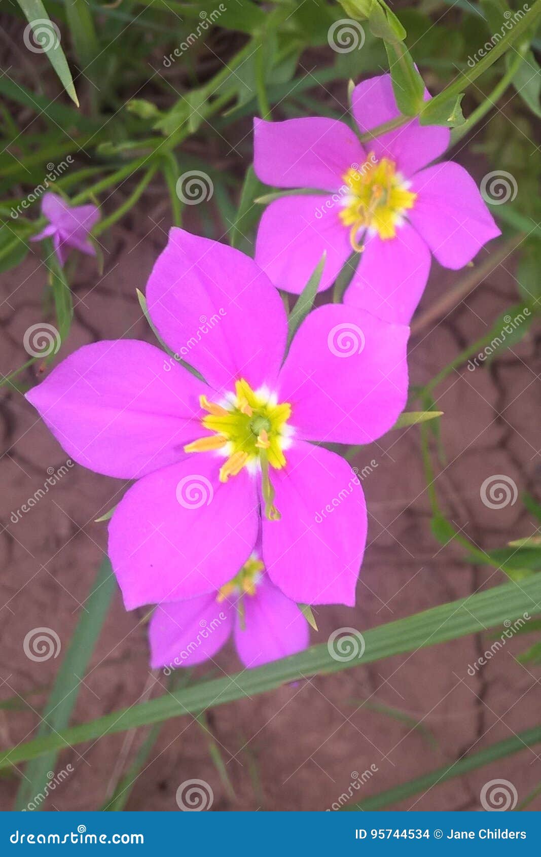 Texas Star Flower Stock Photo Image Of Ornamentals Countryside 95744534
