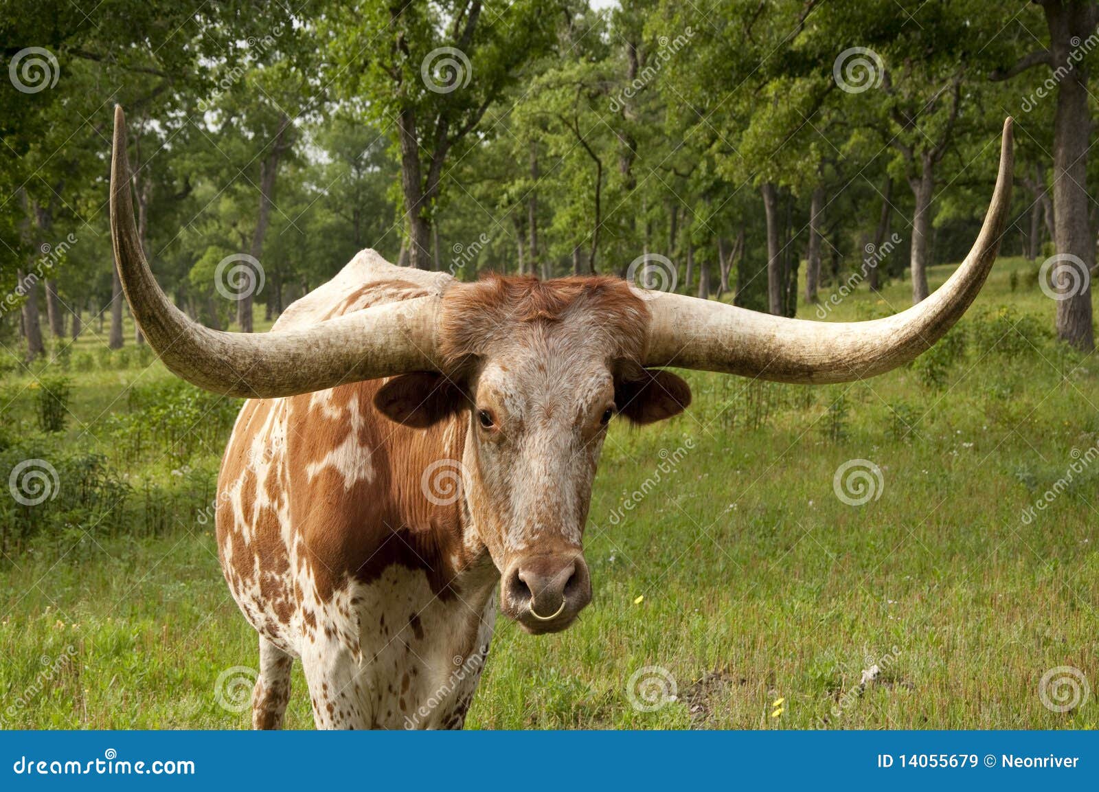 Texas Steer stock image. Image of grass, steer, calf 14055679