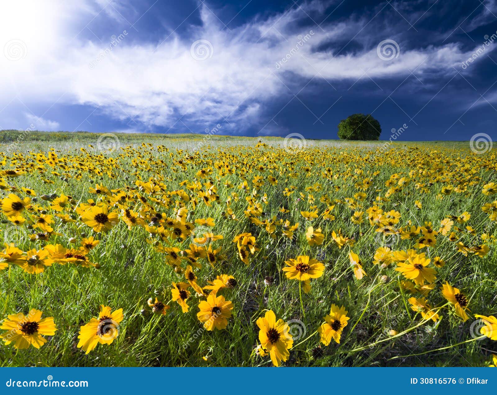 Texas Sunflower Field foto de archivo. Imagen de brillante 30816576