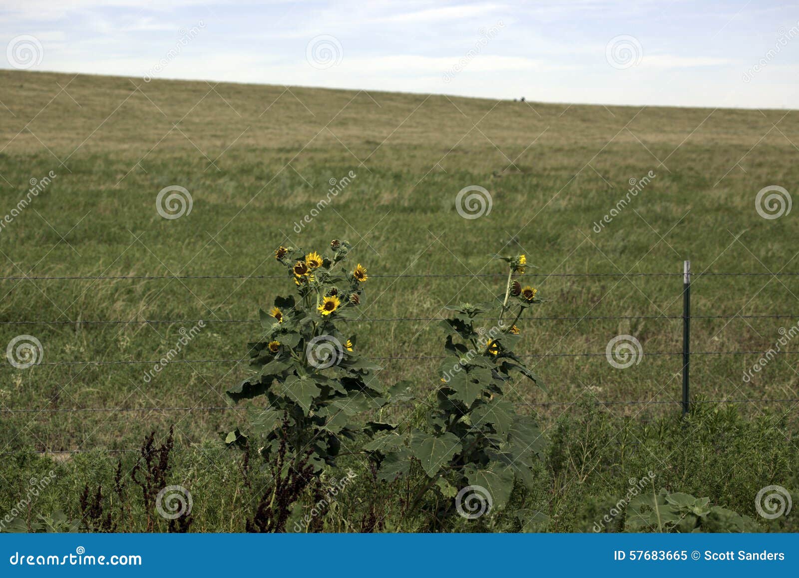 Texas Sunflower stock image. Image of sunflower, landscape 57683665