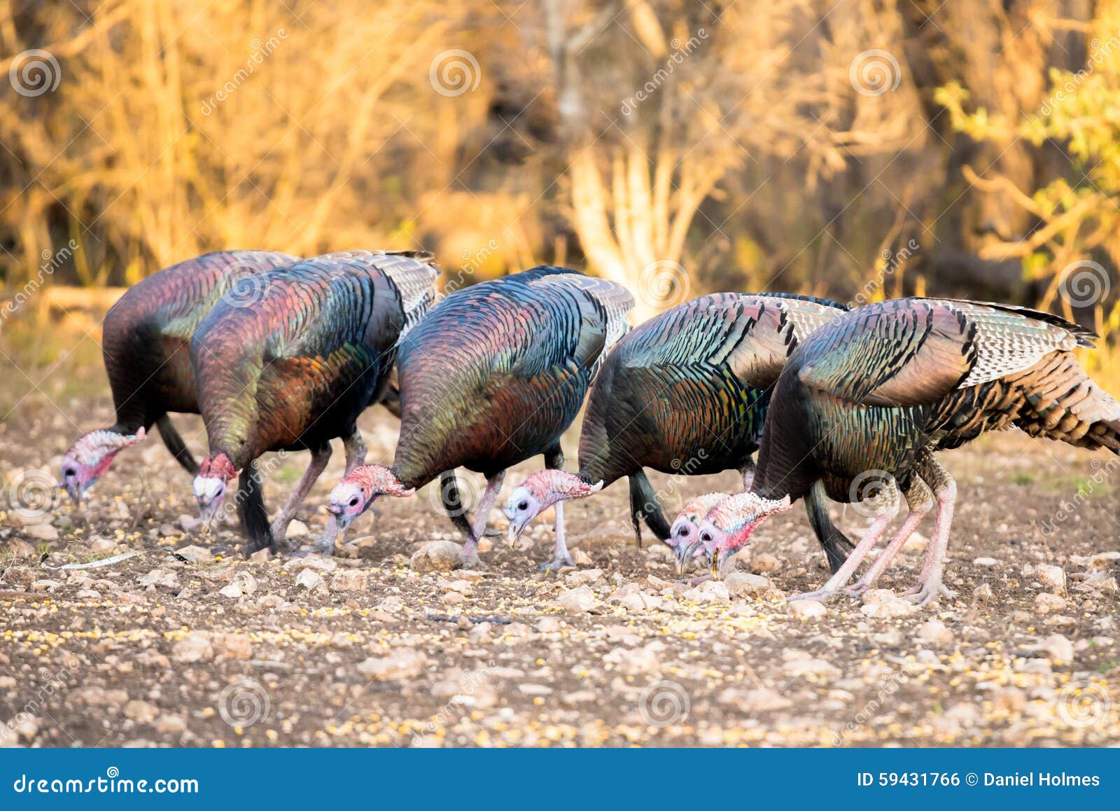 Texas Turkeys Eating stock photo. Image of birdwatching 59431766