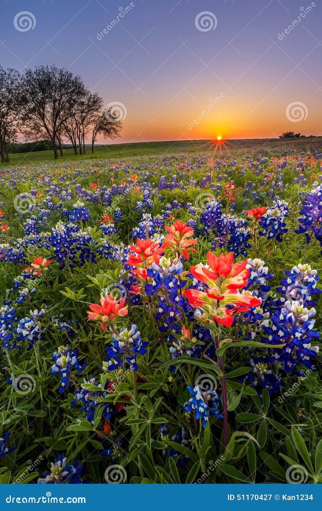 Texas Wildflower - Bluebonnet And Indian Paintbrush Field At Sunset ...