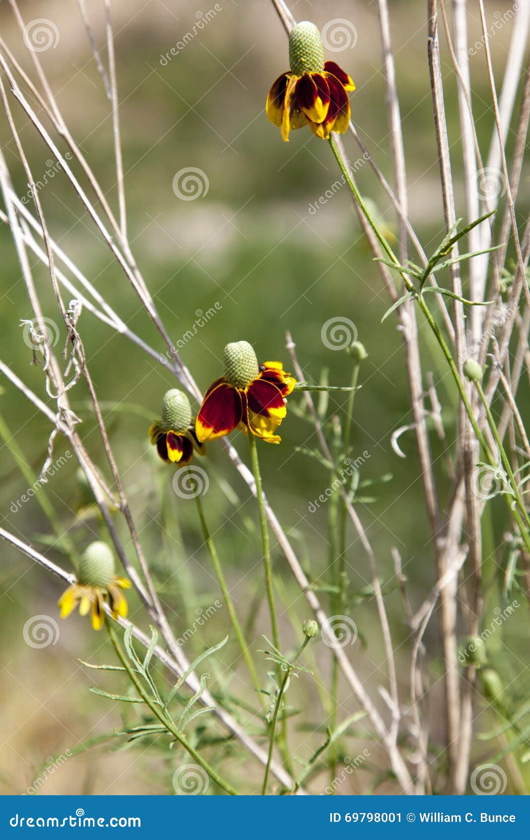 Texas Wildflowers stock image. Image of tall, cluster 69798001