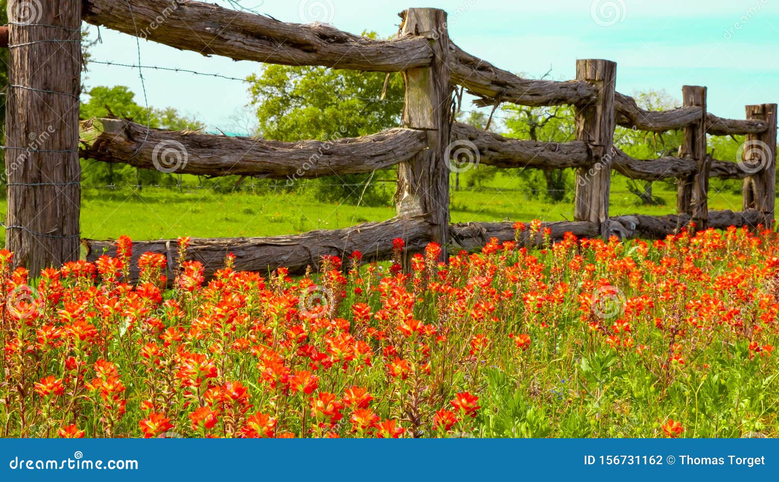 texas wildflowers near rustic wood fence