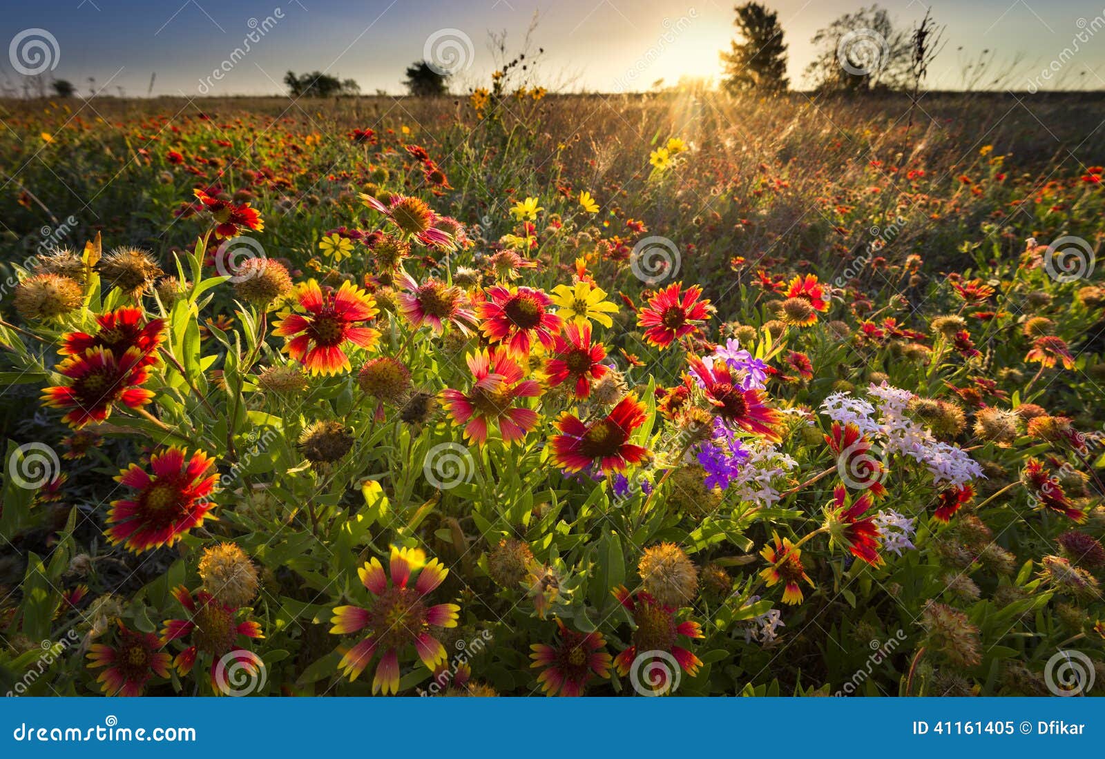 texas wildflowers at sunrise