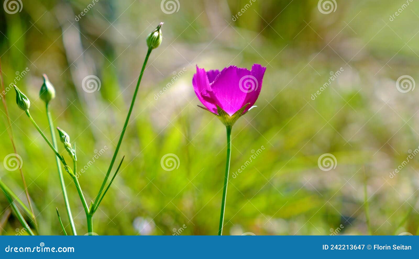 texas winecup flower callirhoe involucrata with new buds. shallow depth of field, with green grass in the background. purple wil