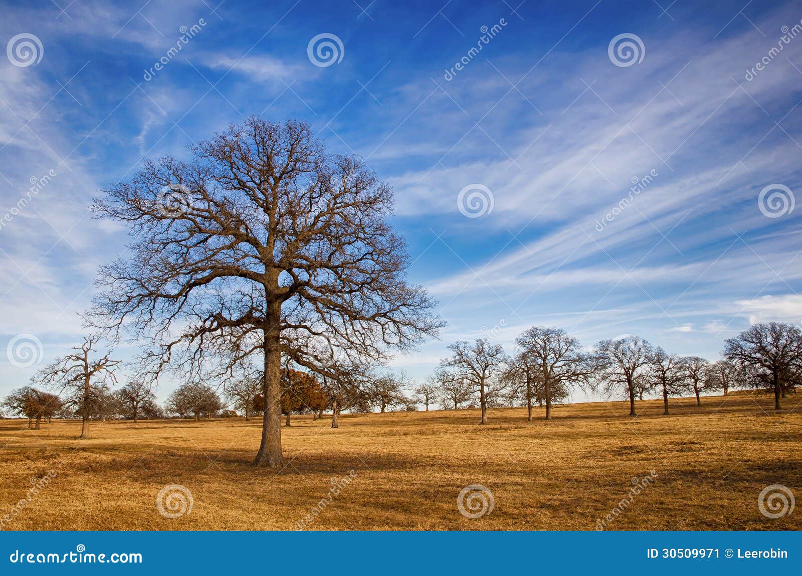 Texas winter sky stock image. Image of clouds, yellow 30509971