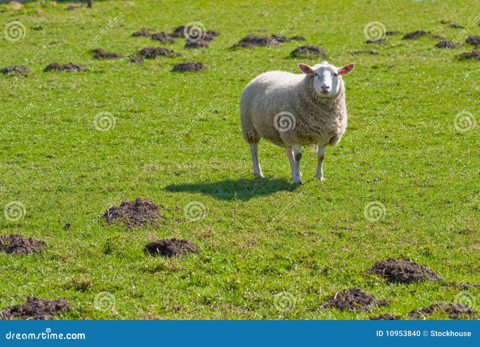 texel sheep in lush grass field (1)