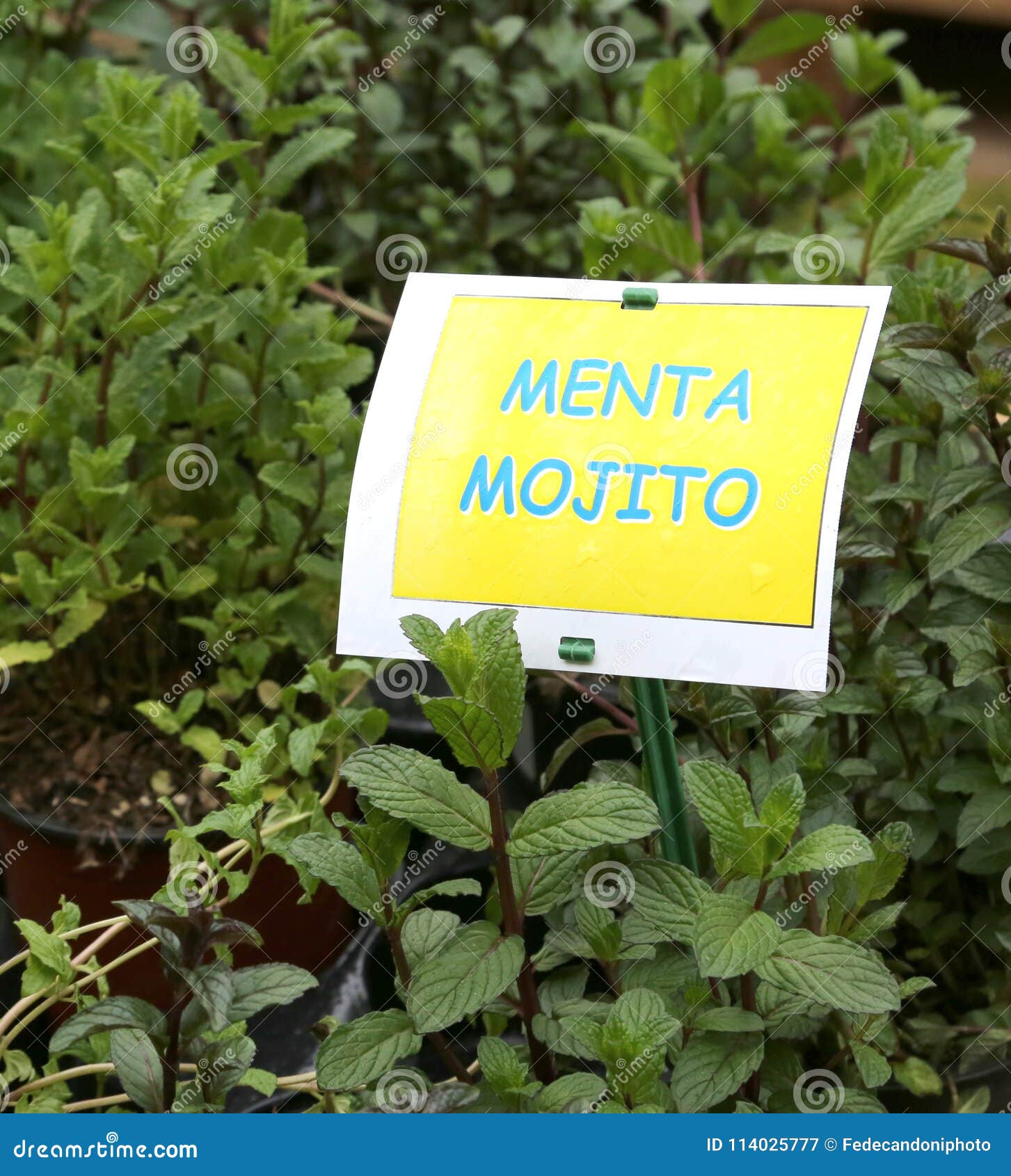 text menta mojit which in italian means mentha to prepare