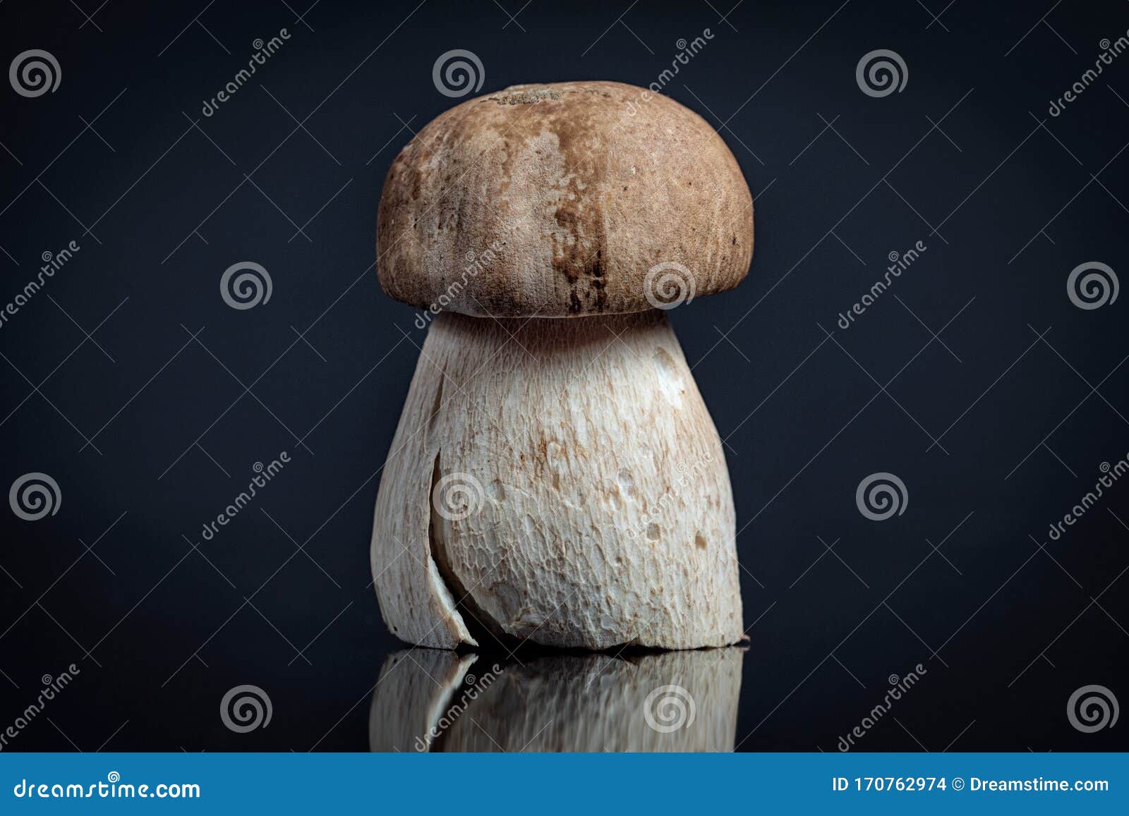 texted mushroom on an  black background. close up