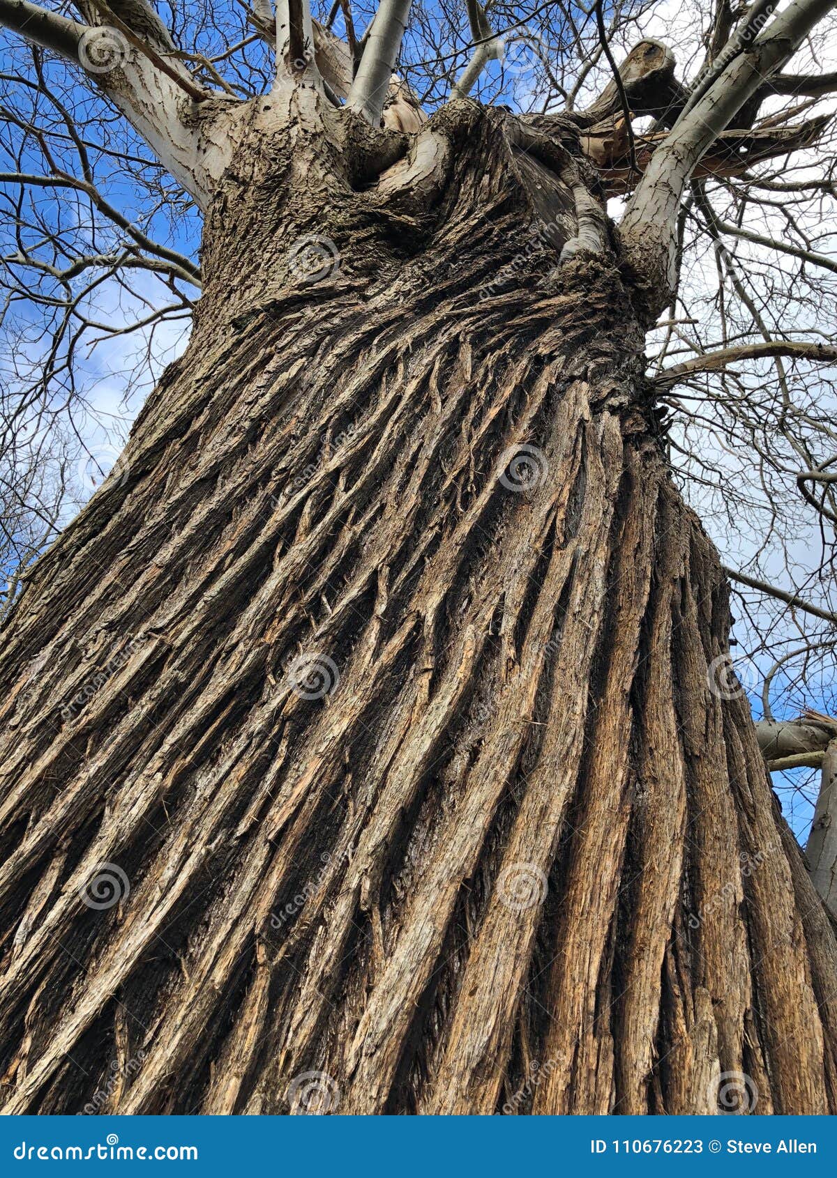 Textura - Corteza De Un árbol Imagen de archivo - Imagen de travieso,  corteza: 110676223