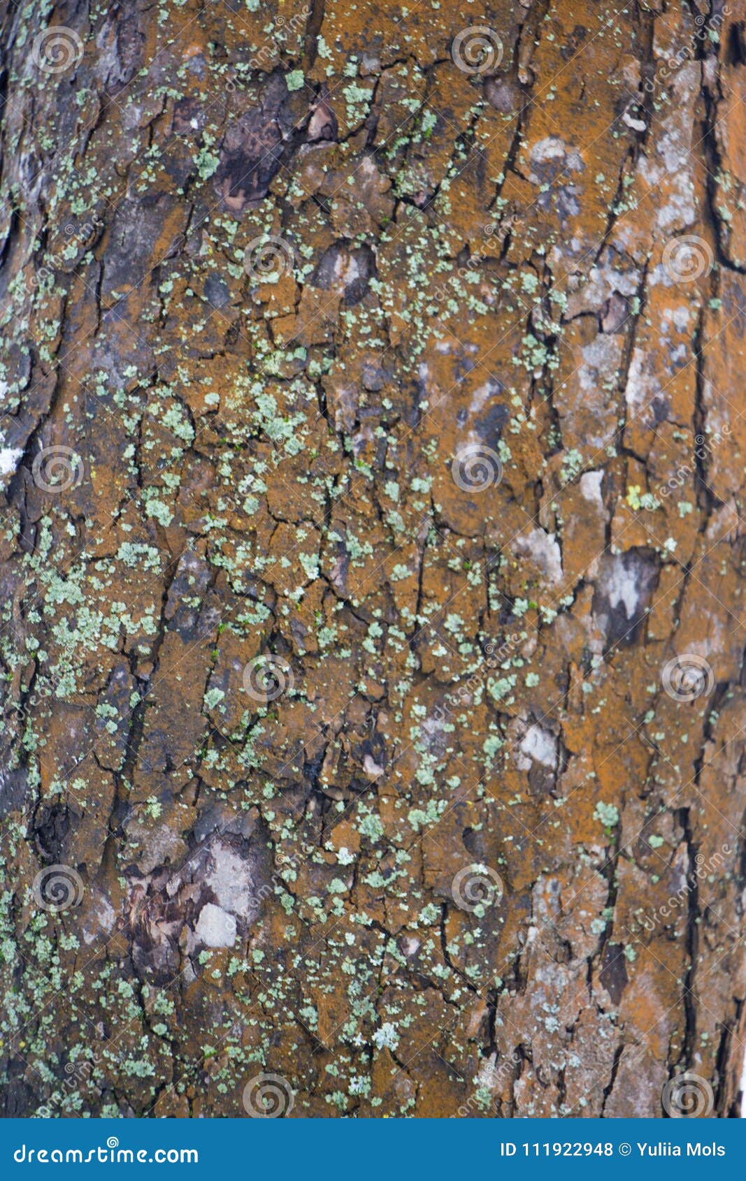 A textura da casca de uma árvore velha Pode ser usado como um fundo