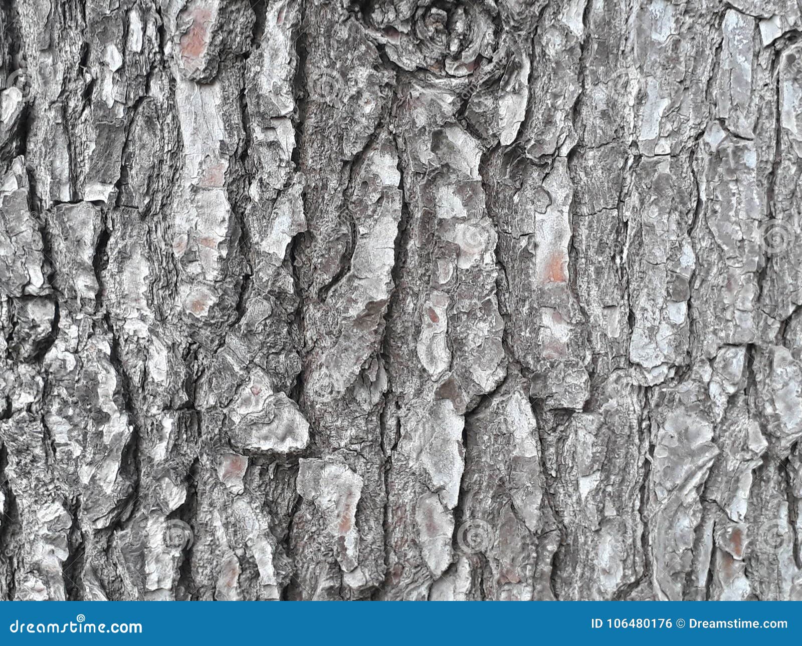 textura de corteza de un arbol / bark texture of a tree