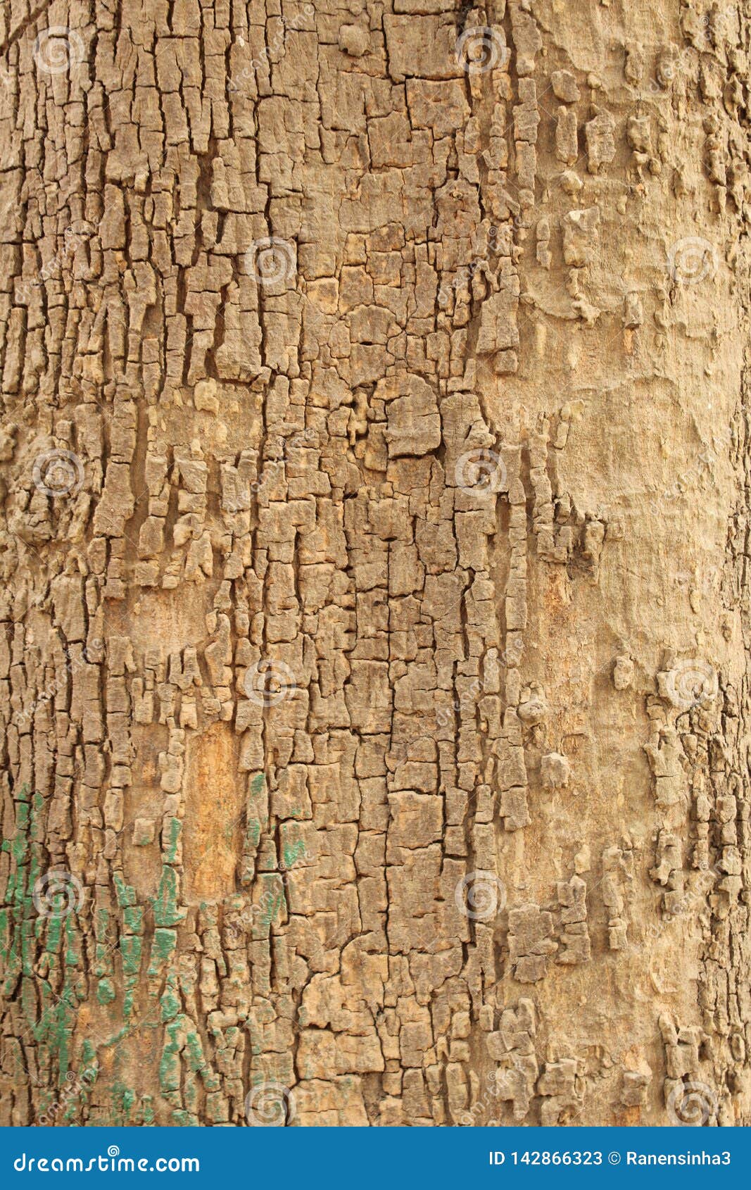 Textura De La Corteza De árbol Del Palo Imagen de archivo - Imagen de  material, primer: 142866323