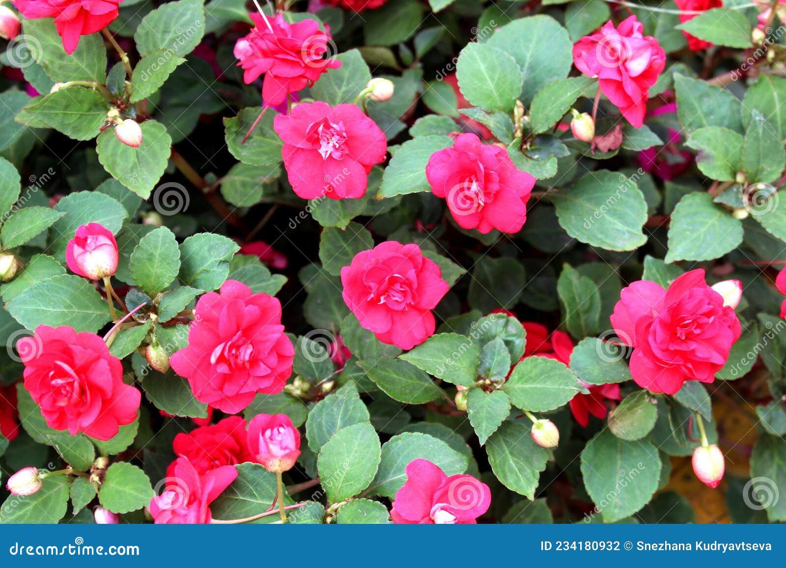 Textura De Las Flores De Begonia Rosa Creciendo Al Aire Libre. Foto de  archivo - Imagen de abierto, hoja: 234180932