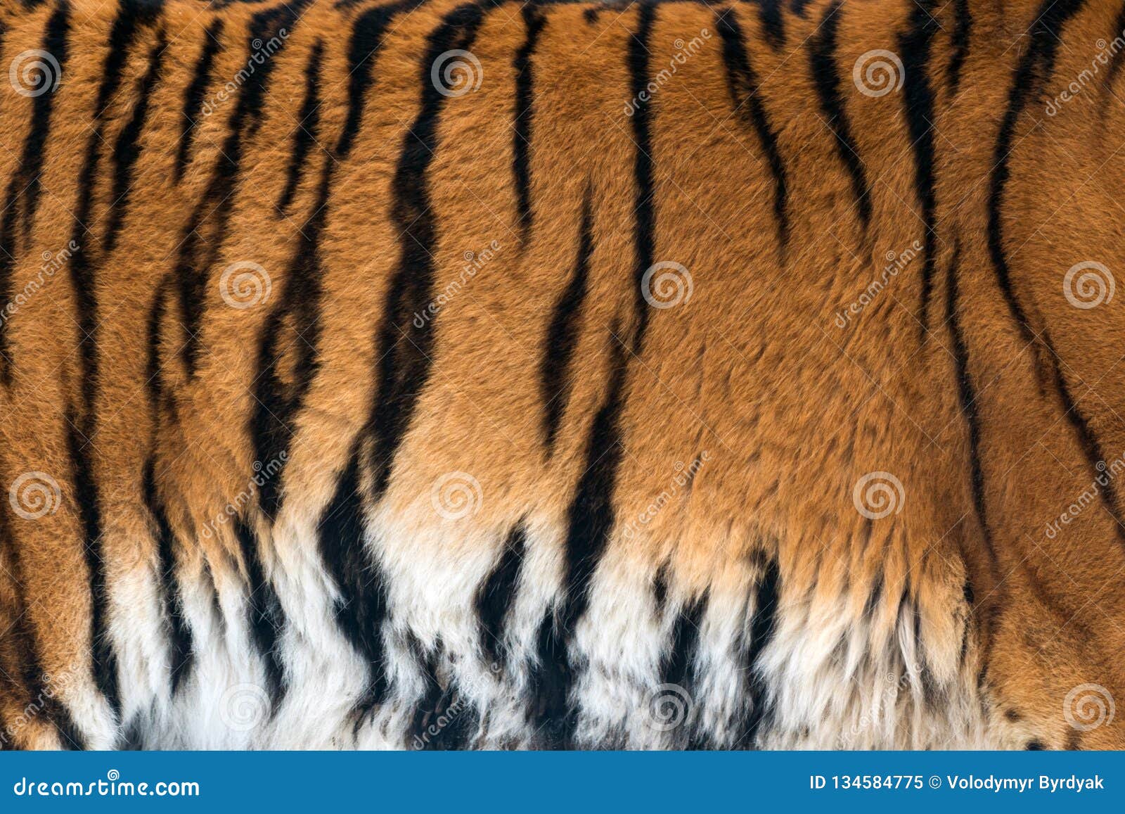 Textura De Las Pieles Animales Del Tigre Imagen De Archivo Imagen De