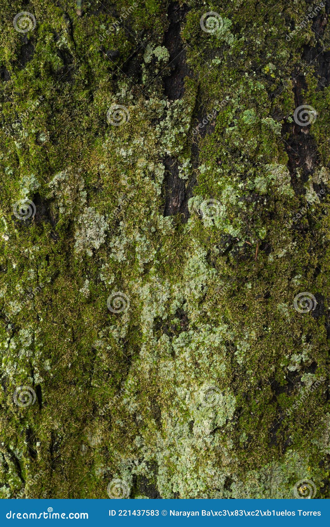 Textura De Musgo Natural En Tronco De árbol. Concepto De Musgo Imagen de  archivo - Imagen de crezca, hoja: 221437583