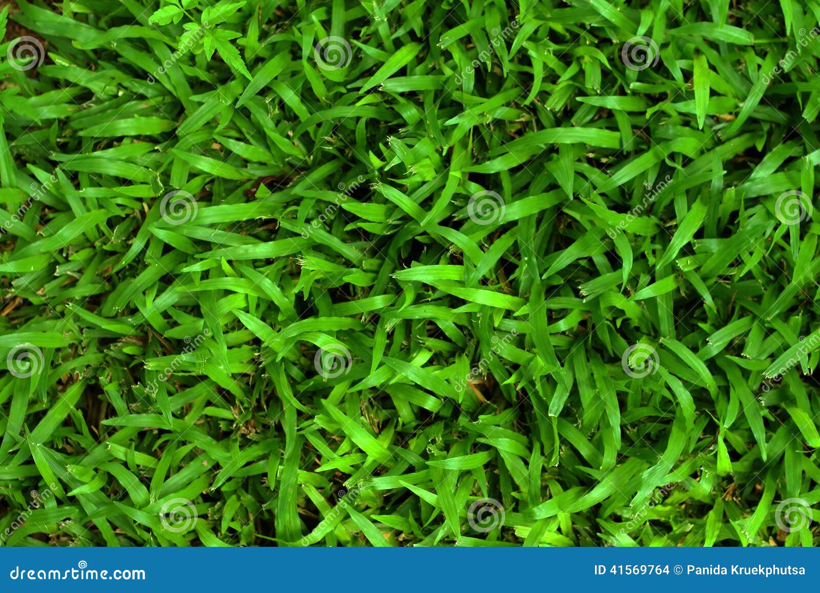 Textura del fondo de la hierba verde en el jardín