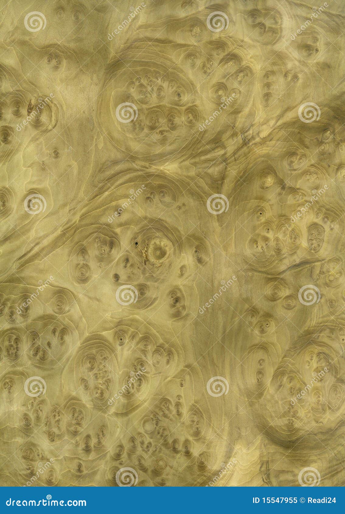 Textura del árbol de tulipán. Chapa del área de raíces de los árboles de tulipán. Buena textura para el diseño de 3D, interior y gráfico.