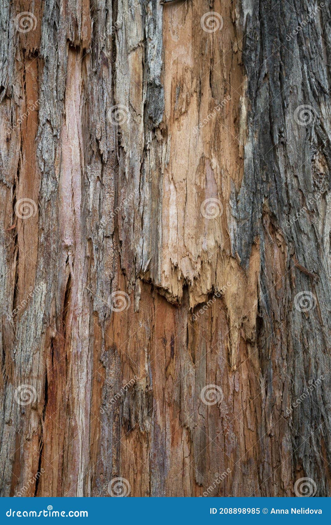 Una Madera Está Rajada En Sentido De Fibras Textura Rajada De Madera Antigua El Tronco Del árbol Fondo De Madera Natural Imagen de archivo - Imagen de fibra, registro: 208898985