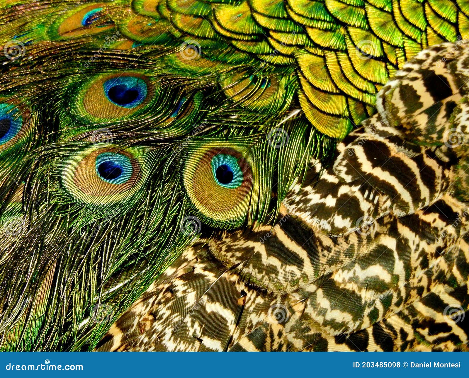 Texturas De Plumas De Pavo Real Foto de archivo - Imagen de variedad, ésos:  203485098