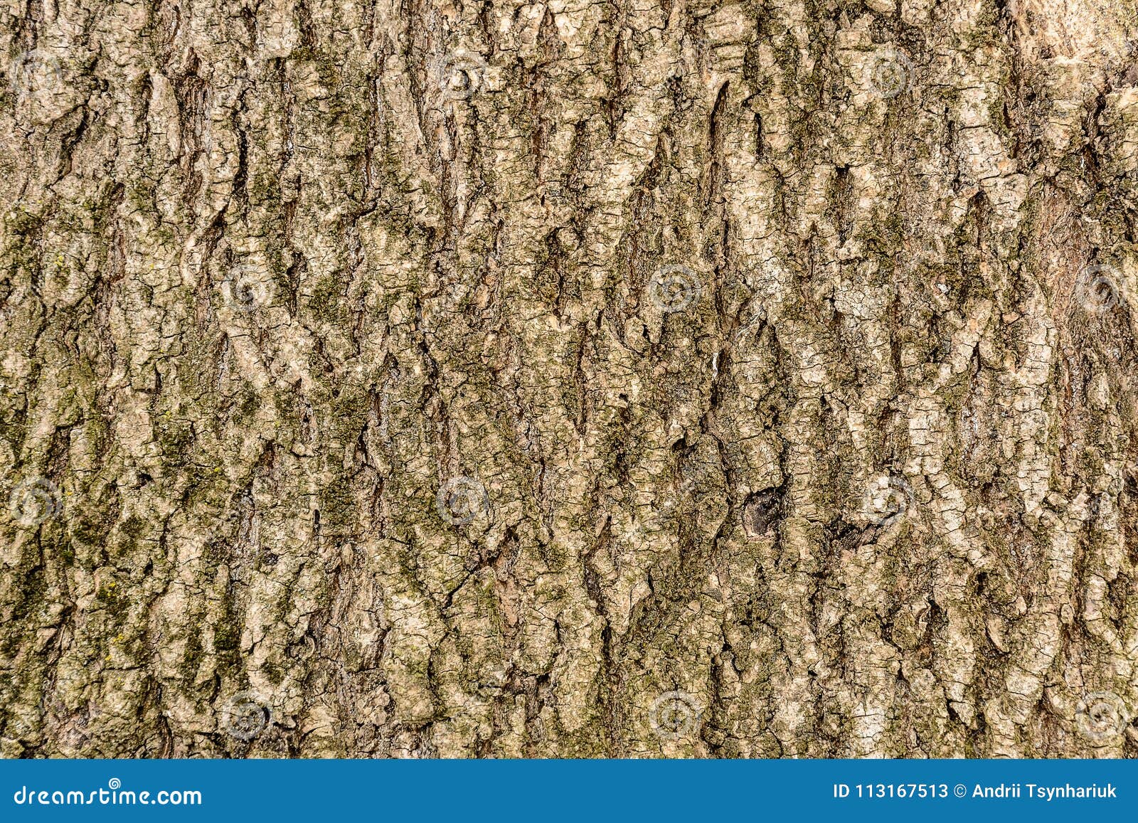 The Texture of the Ash Tree Bark Overgrown with Moss Close Up Stock