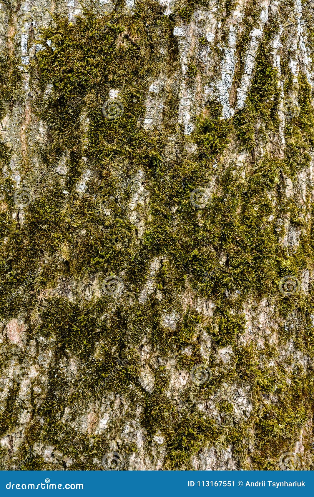 The Texture of the Ash Tree Bark Overgrown with Moss Close Up Stock