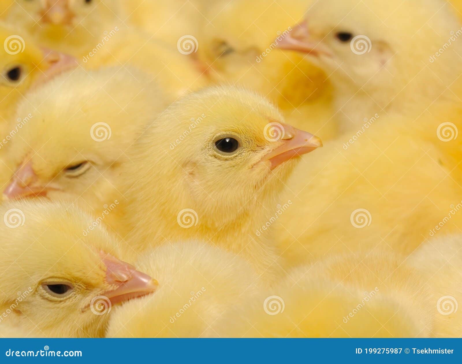 A Texture Of Baby Domestic Chickens RoyaltyFree Stock Image