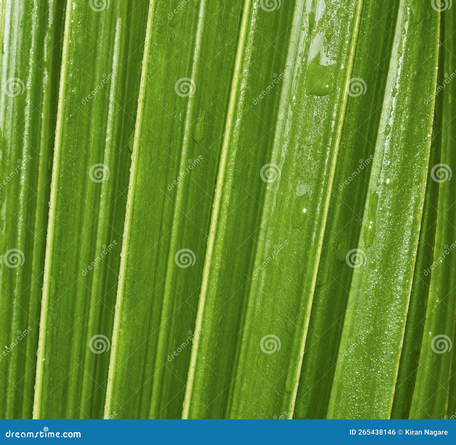 Green Coconut Leaves in Nature Stock Photo Image of texture, object