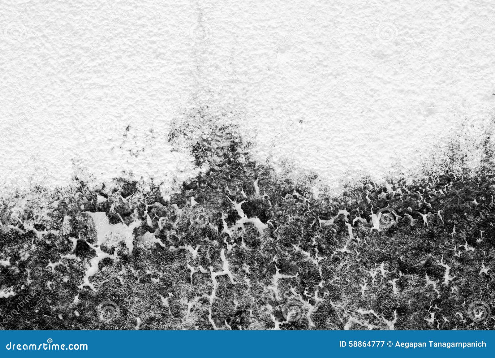 Texture Background of the Old Fungus Wall, Black and White. Stock Image