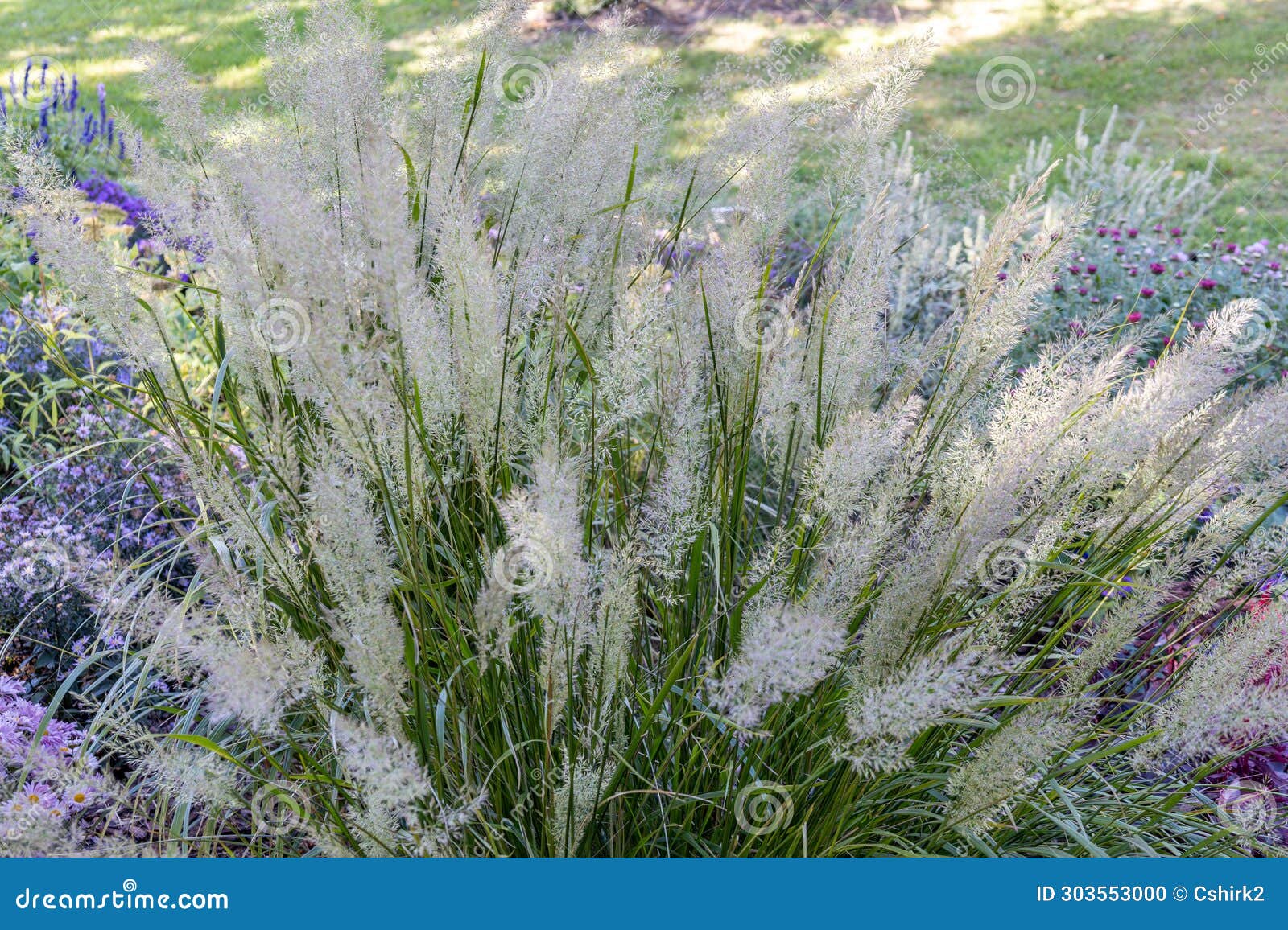 texture background of ornamental reed grass