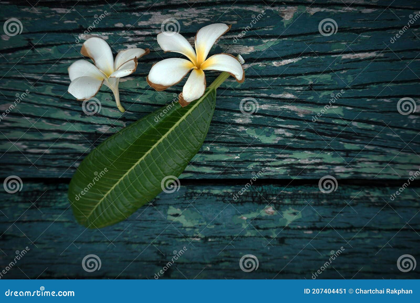 beautiful flowers falling on the old wooden floor.