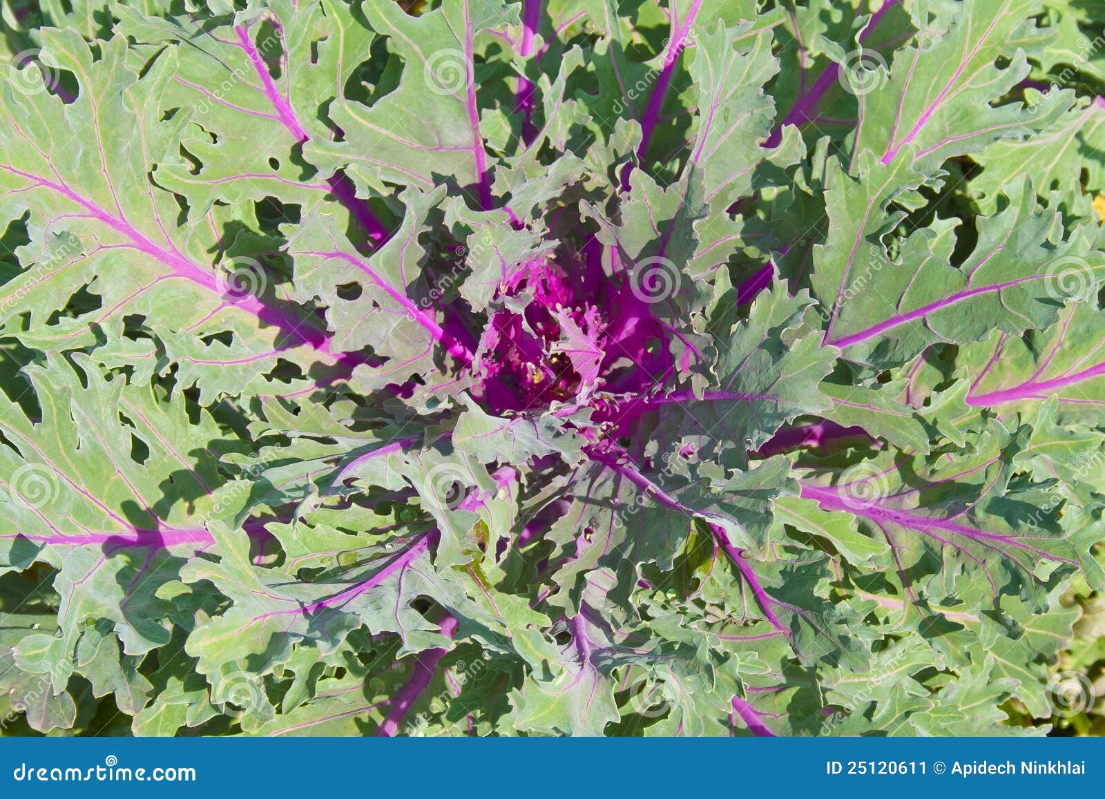 Texture of beet leaves stock image. Image of agricultural 25120611