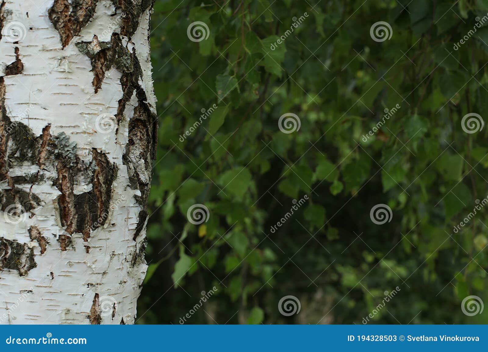 Amazing Birch Bark Texture – Free Nature Stock