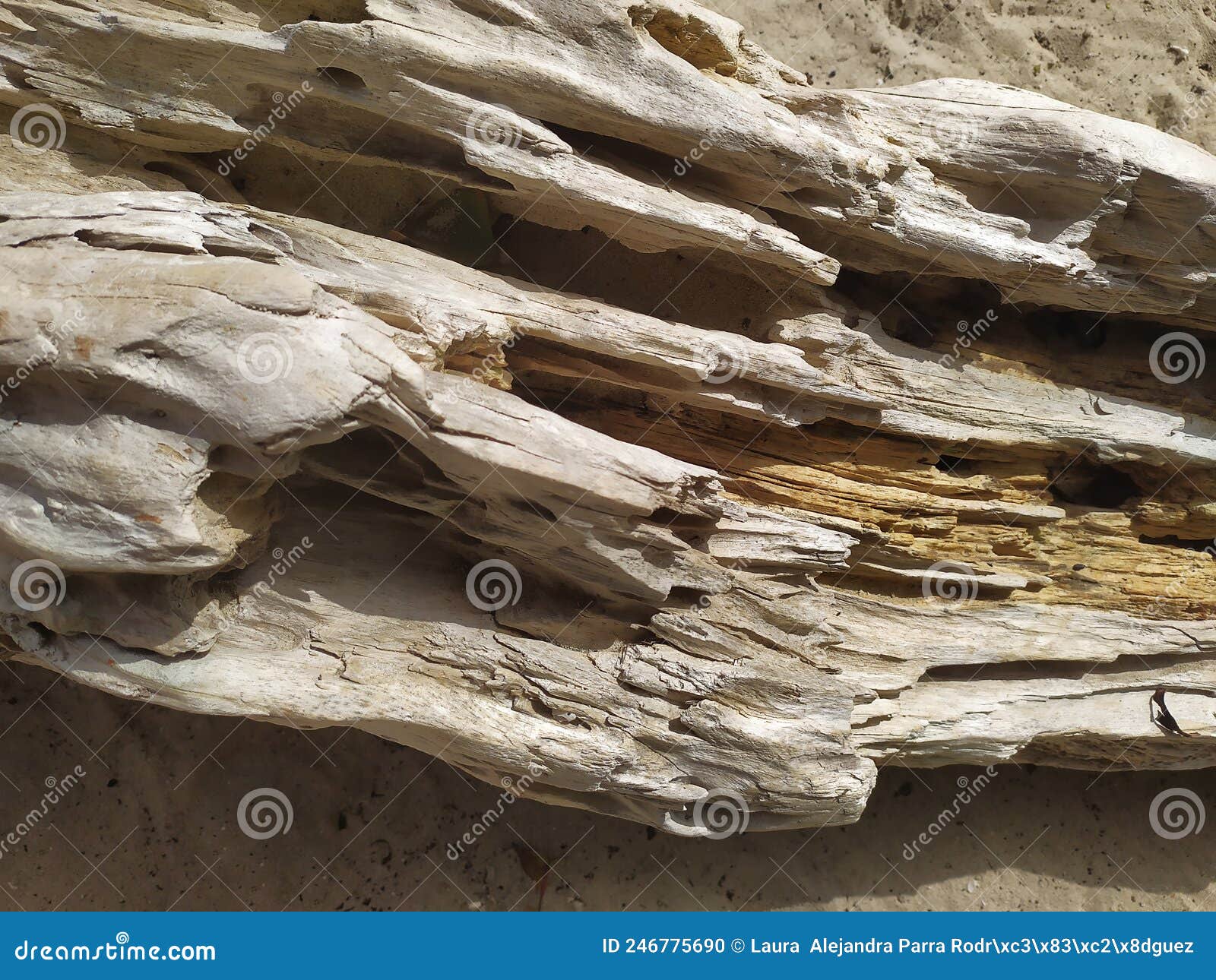 texture of a broken log in the sand. textura de un tronco roto en la arena