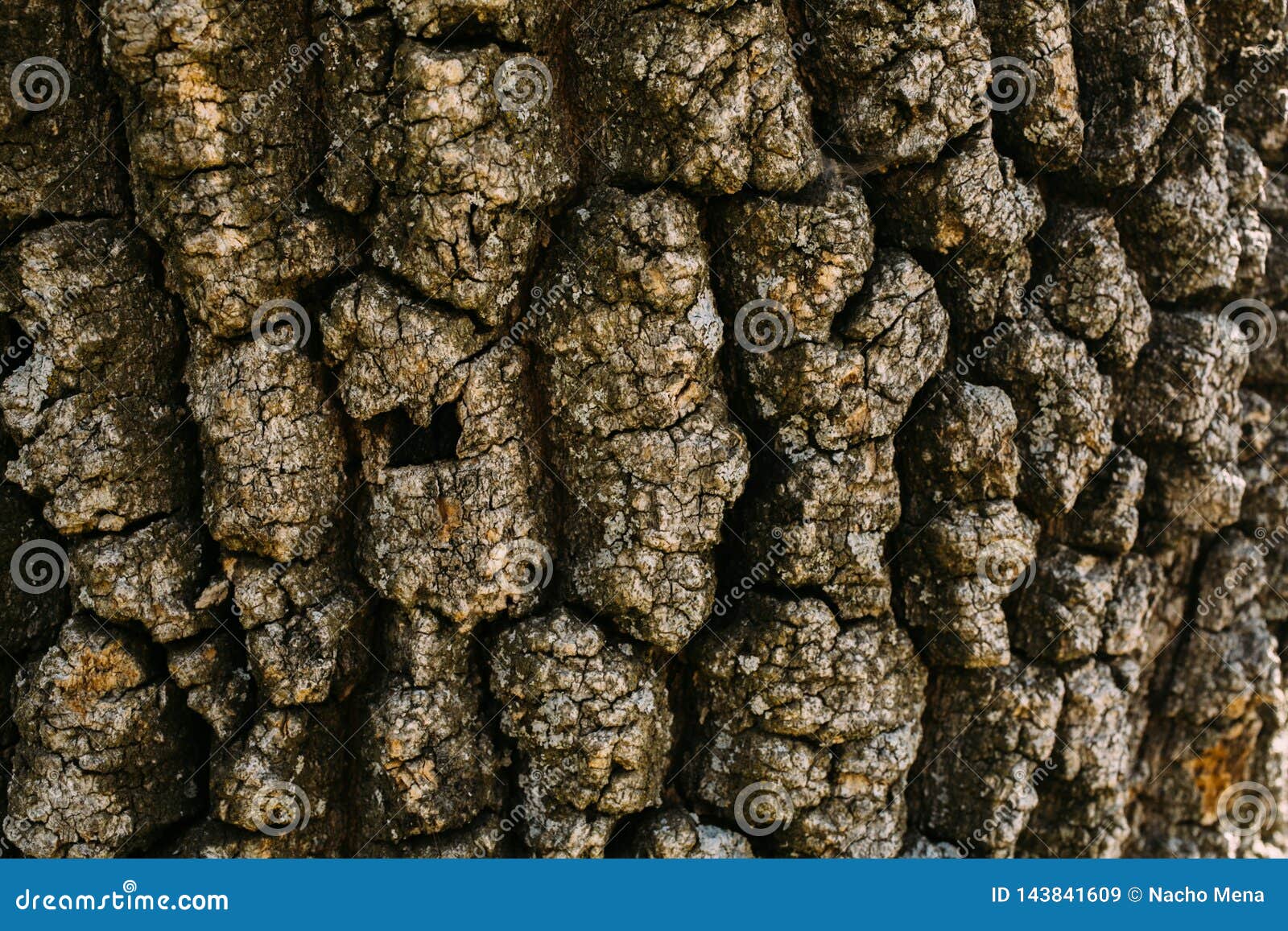 texture of brown oak tree bark. close up of  tree bark as background for .