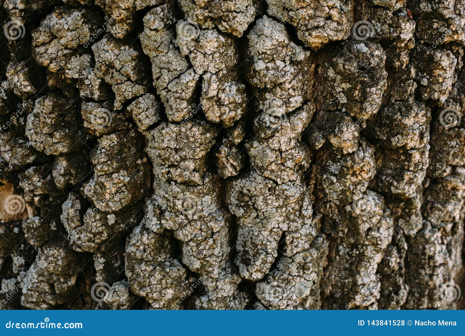 Texture Of Brown Oak Tree Bark Close Up Of Tree Bark As Background For Design Stock Photo Image Of National Leaves Texture Of Brown Oak Tree Bark Close Up Of Tree Bark As Background For Design Stock Photo Image Of National Leaves