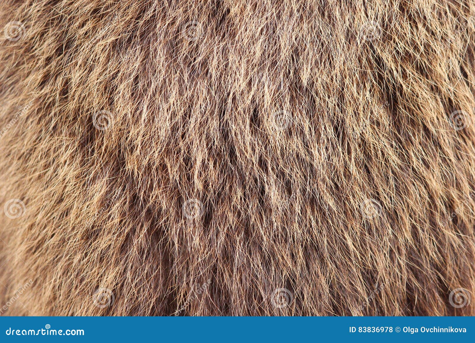 texture brown siberian bear ursidae skins
